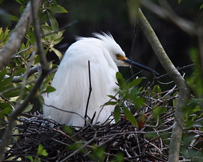 [One all-white heron with a yellow section between its eye and its black bill is hunched in a twiggy nest which seems to barely fit the bird.]